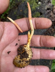 Ophiocordyceps melolonthae