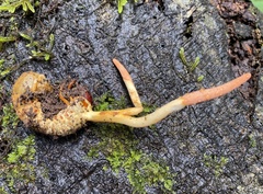 Ophiocordyceps melolonthae