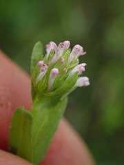 Plectritis ciliosa