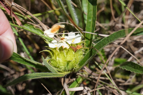 Image of Crabbea angustifolia by (c) Matthew Fainman, some rights reserved (CC BY)