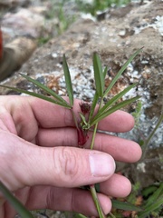 Trifolium willdenovii