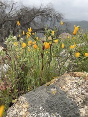 Trifolium willdenovii