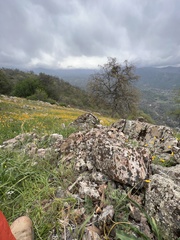 Trifolium willdenovii