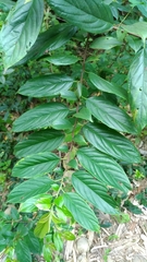 Rhamnus formosana