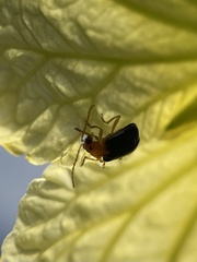 Aulacophora frontalis