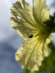 Aulacophora frontalis