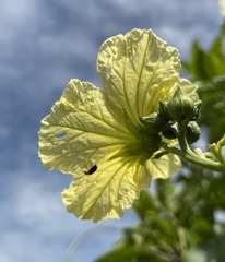 Aulacophora frontalis