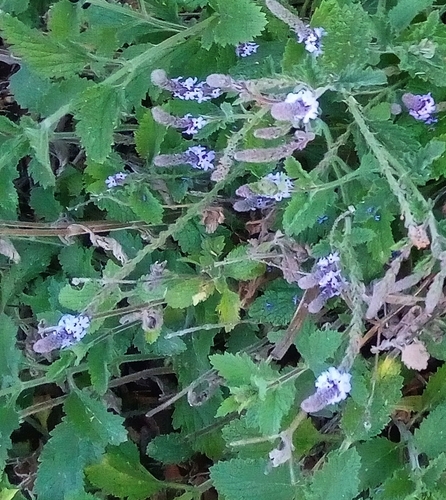 iNaturalist observation photo of western vervain