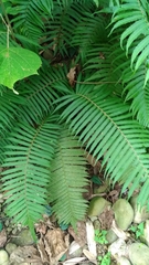 Sphaerostephanos taiwanensis