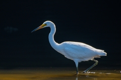 Egretta garzetta nigripes
