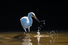 Egretta garzetta nigripes