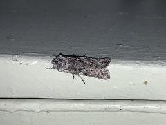 Lithophane pertorrida