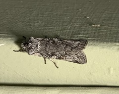 Lithophane pertorrida