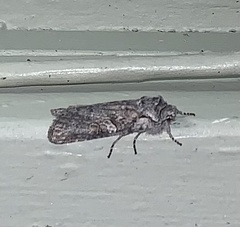 Lithophane pertorrida