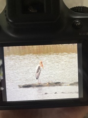 Mycteria leucocephala