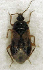 Lyctocoris campestris