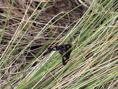 Amata trigonophora