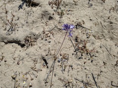 Triteleiopsis palmeri