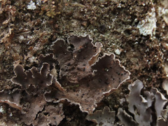 Sticta limbata