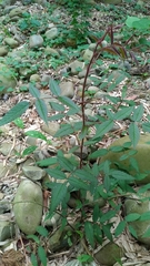 Rubus linearifoliolus