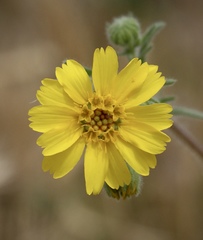 Deinandra pallida