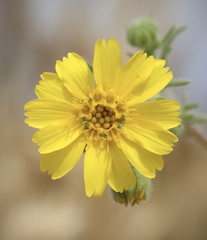 Deinandra pallida