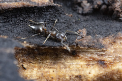 Crematogaster coarctata