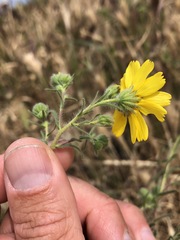Deinandra pallida