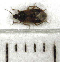 Lyctocoris campestris