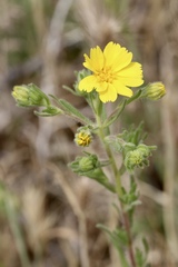 Deinandra pallida