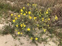 Deinandra pallida