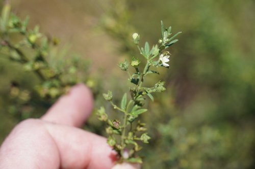 Image of Teucrium trifidum by (c) Matthew Fainman, some rights reserved (CC BY)