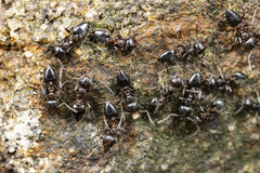 Crematogaster coarctata