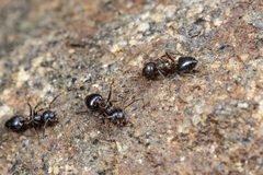 Crematogaster coarctata