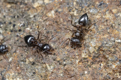 Crematogaster coarctata