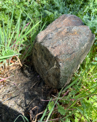 Crematogaster coarctata