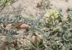 Astragalus lentiginosus nigricalycis