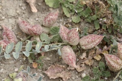 Astragalus lentiginosus nigricalycis