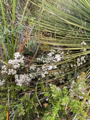 Leucopogon collinus