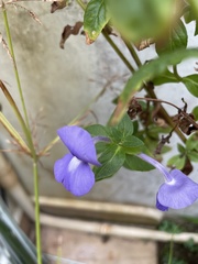 Achetaria azurea