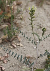 Astragalus lentiginosus nigricalycis