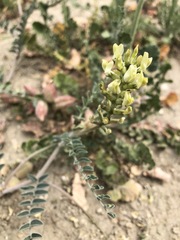 Astragalus lentiginosus nigricalycis