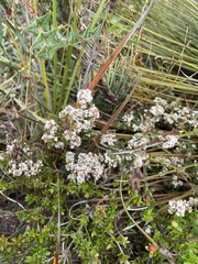 Leucopogon collinus