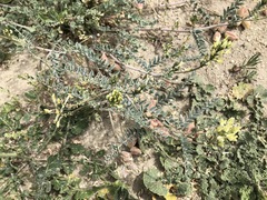 Astragalus lentiginosus nigricalycis
