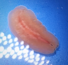 Eurylepta aurantiaca