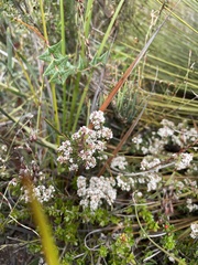 Leucopogon collinus