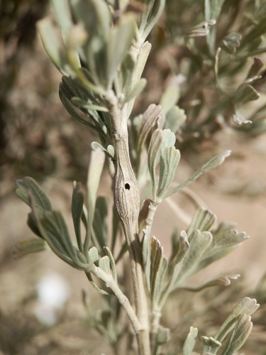 Rhopalomyia tumidicaulis