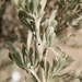 Rhopalomyia tumidicaulis - Photo (c) Ramsey Sullivan, algunos derechos reservados (CC BY-NC-SA), subido por Ramsey Sullivan