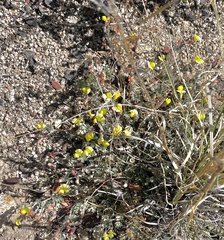 Acmispon neomexicanus