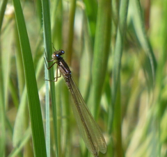 Ischnura damula